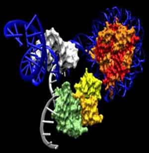 Polycomb proteins bound to nucleosomes