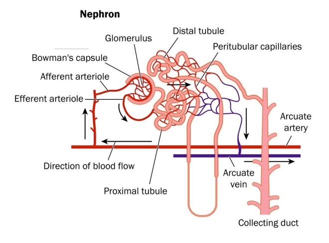 Nephron-image