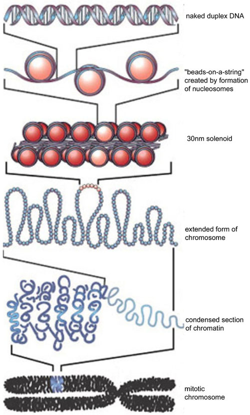 DNA_to_Chromatin_Formation