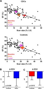 (A) Scatterplot showing the natural relationship between scar size and left ventricular ejection fraction ∼5 months post-myocardial infarction (circles). Each cross symbol represents the mean values (at the intersection of the vertical and horizontal bars [obtained from all patients with magnetic resonance imaging measurements]), whereas the width of each bar equals ±SEM of scar size and left ventricular ejection fraction of CADUCEUS patients at baseline, 6 months, and 1 year; the crosses are superimposed onto the scatterplot showing prior data from post-myocardial infarction patients with variable scar sizes. The changes in left ventricular ejection fraction in CDC-treated subjects are consistent with the natural relationship between scar size and ejection fraction in convalescent myocardial infarction, whereas the changes in left ventricular ejection fraction in controls fall within the margins of variability. (B) Changes in end-diastolic volume from baseline to 1 year. (C) Changes in end-systolic volume from baseline to 1 year. CDCs = cardiosphere-derived cells; EDV = end-diastolic volume; EF = ejection fraction; ESV = end-systolic volume; LV = left ventricle.