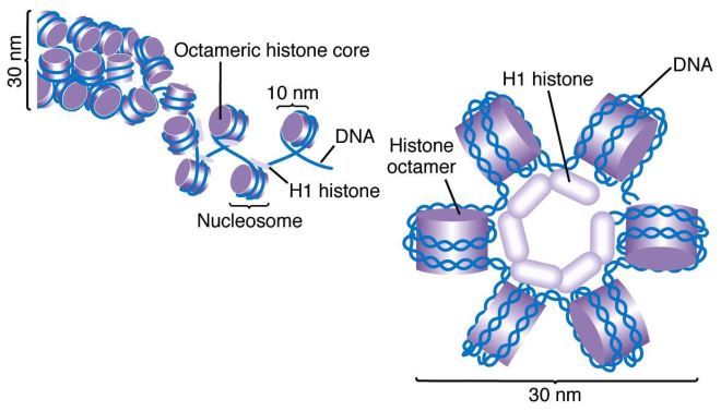 DNA solenoids